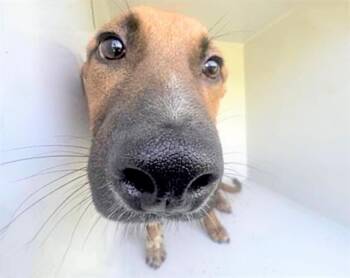 Labrador Retriever and Mixed Breed Dogs Available for Adoption in Houston, Texas - A654788 | PetCurious