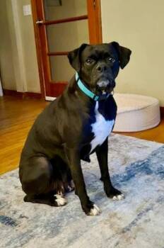 Boxer Dogs Available for Adoption in Hamburg, New York - Mildred | PetCurious