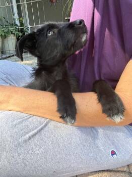 Rowdy -  Schnauzer and Poodle Dog for Adoption in Lakeland, Florida - Rowdy | PetCurious