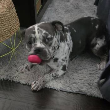 English Bulldog Dogs Available for Adoption in Tampa, Florida - Bluey | PetCurious