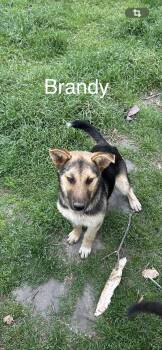 German Shepherd Dog Dogs Available for Adoption in Zimmerman, Minnesota - Brandy | PetCurious