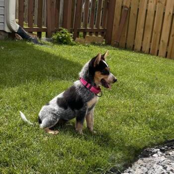 Australian Cattle Dog Blue Heeler and Mixed Breed Dogs Available for Adoption in Fishers, Indiana - Looks Like Rain | PetCurious