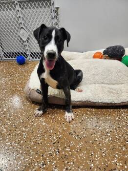 French Toast -  Pit Bull Terrier and Mixed Breed Dog for Adoption in Jackson, Tennessee - French Toast | PetCurious