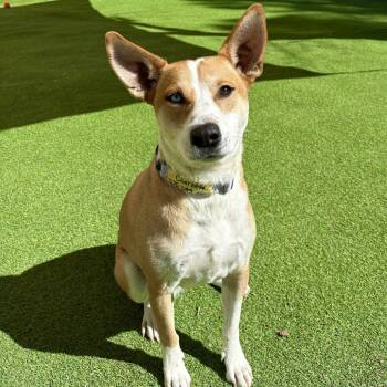 Rescue Mixed Breed Dogs for Adoption in Las Cruces, New Mexico - Charlotte - PAWS | PetCurious