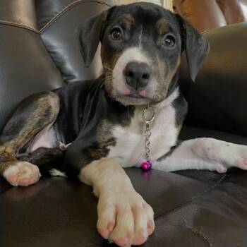 American Staffordshire Terrier and Golden Retriever Dogs Available for Adoption - Poppy | PetCurious