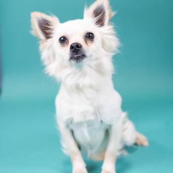 Chihuahua Dogs Available for Adoption in Portland, Oregon - Lincoln | PetCurious