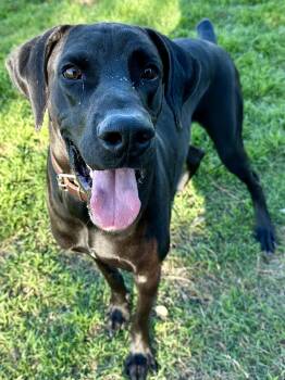 Rescue Great Dane Dogs for Adoption in Tucson, Arizona - Kingston | PetCurious