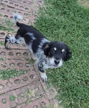 Austin -  Dachshund and Australian Shepherd Dog for Adoption in Bloomfield, Connecticut - Austin | PetCurious