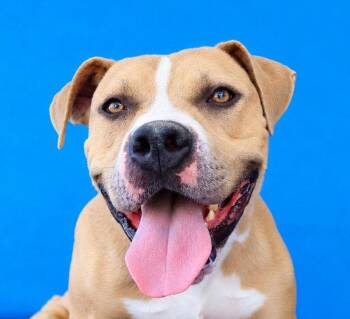 BOO BOO -  Staffordshire Bull Terrier Dog for Adoption in Pasadena, California - BOO BOO | PetCurious