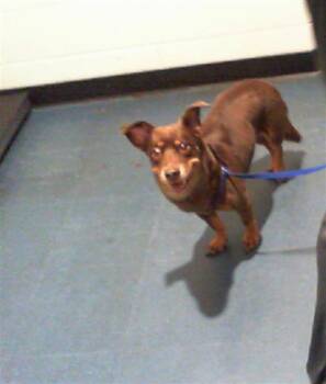VIENNA -  Mixed Breed Dog for Adoption in Charlotte, North Carolina - VIENNA | PetCurious