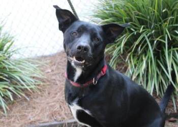 Frances -  Labrador Retriever and Mixed Breed Dog for Adoption in Brunswick, Georgia - Frances | PetCurious