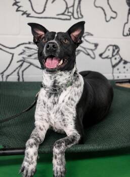 Artemis -  Australian Cattle Dog Blue Heeler Dog Available for Adoption in Lakewood Ranch, Florida - Artemis | PetCurious