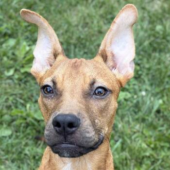 Tator -  Terrier Dog for Adoption in Jefferson, Wisconsin - Tator | PetCurious