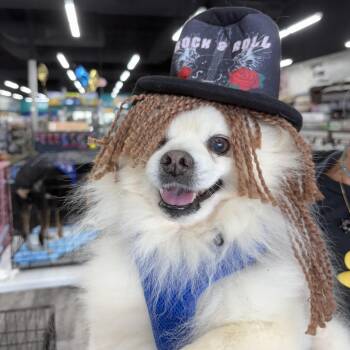 Rescue Pomeranian Dogs for Adoption in Houston, Texas - Brooks | PetCurious