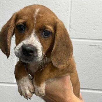 Male 7477 -  Beagle Dog for Adoption in Fairfax Station, Virginia - Male 7477 | PetCurious