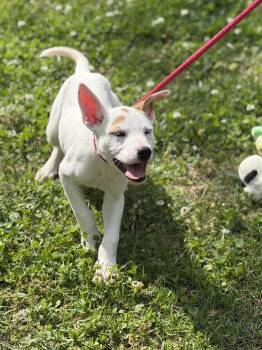 Terrier and Labrador Retriever Dogs Available for Adoption in Locust Fork, Alabama - Penne | PetCurious