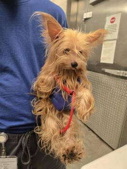 TAN -  Mixed Breed Dog for Adoption in Dallas, Texas - TAN | PetCurious