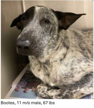Bootes -  Cattle Dog Dog for Adoption in Oswego, Illinois - Bootes | PetCurious