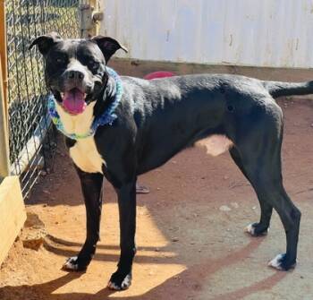 Rescue Pit Bull Terrier and Mixed Breed Dogs for Adoption in Seneca, South Carolina - Licorice $25 | PetCurious