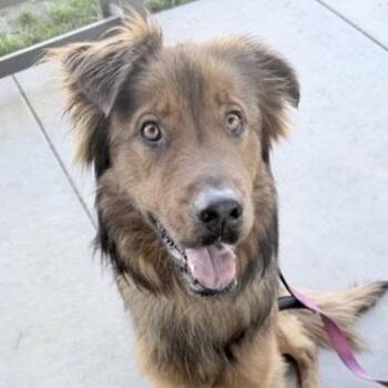 German Shepherd Dog and Mixed Breed Dogs Available for Adoption in Riverside, California - Noir | PetCurious