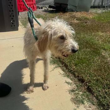 Suzy Q -  Poodle Dog for Adoption in Minneapolis, Minnesota - Suzy Q | PetCurious