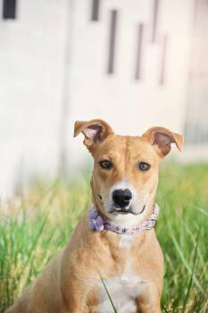 Labrador Retriever Dogs Available for Adoption in Salt Lake City, Utah - Mammas | PetCurious