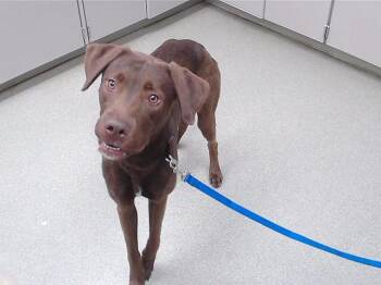 Labrador Retriever and Mixed Breed Dogs Available for Adoption in Omaha, Nebraska - PUZZLE | PetCurious