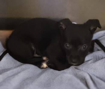 Rescue Chiweenie Dogs for Adoption in San Antonio, Texas - Harold | PetCurious