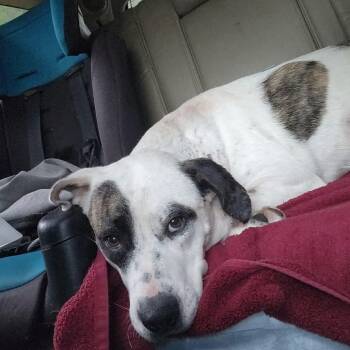 Australian Shepherd Dogs Available for Adoption in Plainfield, Illinois - Huntley  | PetCurious