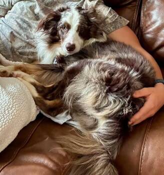 River #5300 -  Australian Shepherd Dog for Adoption in Ontario, California - River #5300 | PetCurious