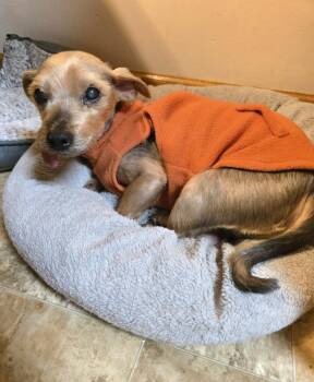 Yorkshire Terrier Dogs Available for Adoption in Jamestown, North Dakota - Chuckie | PetCurious