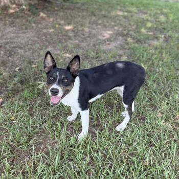 Aruba -  Terrier Dog for Adoption in Carencro, Louisiana - Aruba | PetCurious