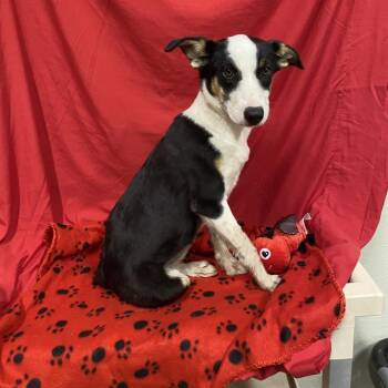 A614840 -  Border Collie Dog for Adoption in Modesto, California - A614840 | PetCurious