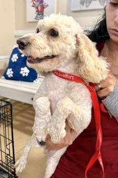 Miniature Poodle Dogs Available for Adoption in Boca Raton, Florida - Mini Poodle Elo Hypoallergenic  | PetCurious