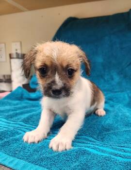 Rescue Chihuahua Dogs for Adoption in Kennewick, Washington - Scooby | PetCurious