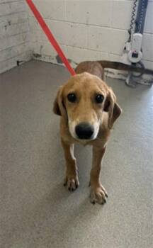 PUP TART -  Doberman Pinscher and German Shepherd Dog Dog for Adoption in San Bernardino, California - PUP TART | PetCurious