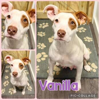 English Pointer and English Bulldog Dogs Available for Adoption in Opelika, Alabama - Vanilla | PetCurious