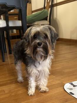 Mountain Cur and Yorkshire Terrier Dogs Available for Adoption in Jefferson Hills, Pennsylvania - Lady | PetCurious