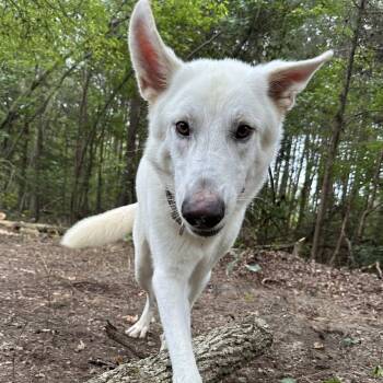 Rescue German Shepherd Dog Dogs for Adoption in Richmond, Virginia - Andre 3000 | PetCurious