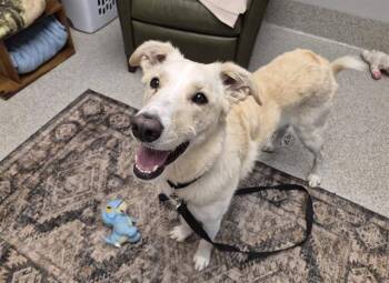 JUNO -  German Shepherd Dog and Mixed Breed Dog for Adoption in Omaha, Nebraska - JUNO | PetCurious