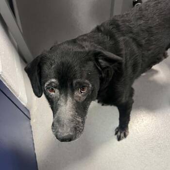 Bear -  Black Labrador Retriever and Mixed Breed Dog for Adoption in Hampton Bays, New York - Bear | PetCurious