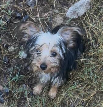 Nelson -  Yorkshire Terrier Dog for Adoption in Kimberlin Heights, Tennessee - Nelson | PetCurious