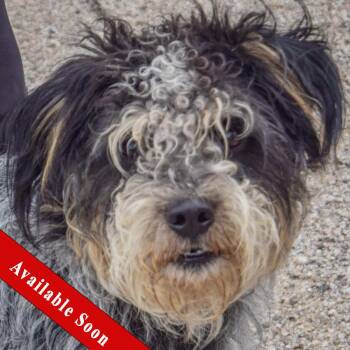 Shadow -  Australian Shepherd and Poodle Dog for Adoption in Huntley, Illinois - Shadow | PetCurious