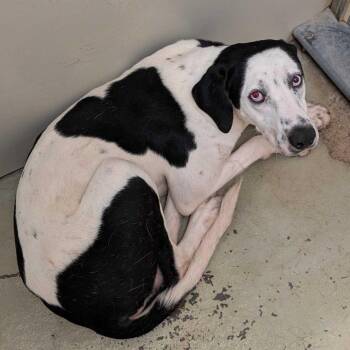Cerulean -  Mixed Breed Dog for Adoption in Buffalo, Minnesota - Cerulean | PetCurious