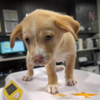 Spaniel and Labrador Retriever Dogs Available for Adoption in Tampa, Florida - Frankie Grimes | PetCurious