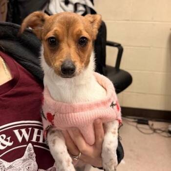 Jack Russell Terrier Dogs Available for Adoption - Cherry | PetCurious