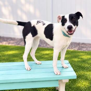 GILLY -  Mixed Breed Dog for Adoption in Cranston, Rhode Island - GILLY | PetCurious
