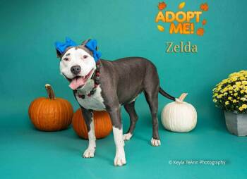 Rescue American Bully Dogs for Adoption in Statesboro, Georgia - Zelda | PetCurious