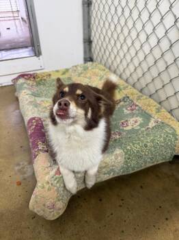Pomeranian and Husky Dogs Available for Adoption in Lagrange, Indiana - Wesley | PetCurious