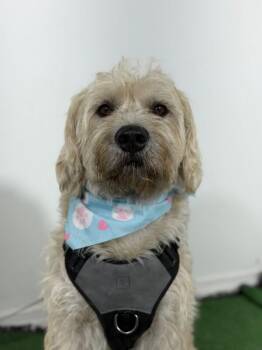 Erik-One of our Amazing Rescue Dogs -  Labradoodle and Goldendoodle Dog for Adoption in Carlsbad, California - Erik-One Of Our Amazing Rescue Dogs | PetCurious